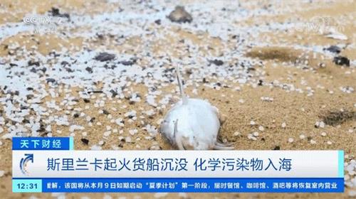 貨船沉入海底，集裝箱入海,海洋災難，嚴重污染海洋，海洋污染
